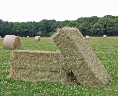 Foin Naturéquine