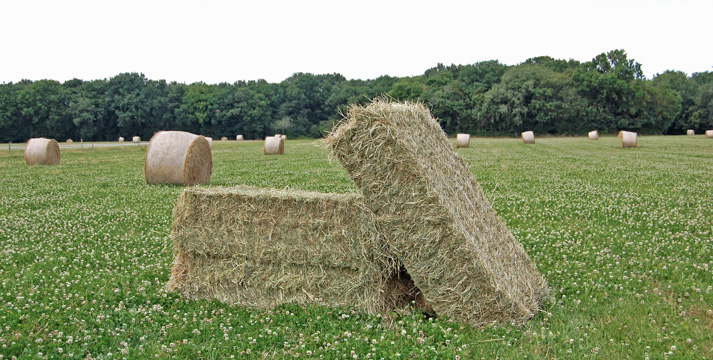 Foin Naturéquine