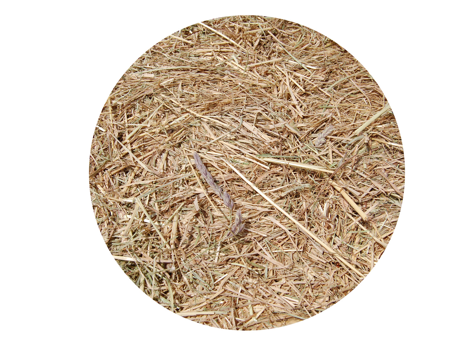 Foin Herbe Alliance