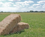 Foin Herbe Alliance