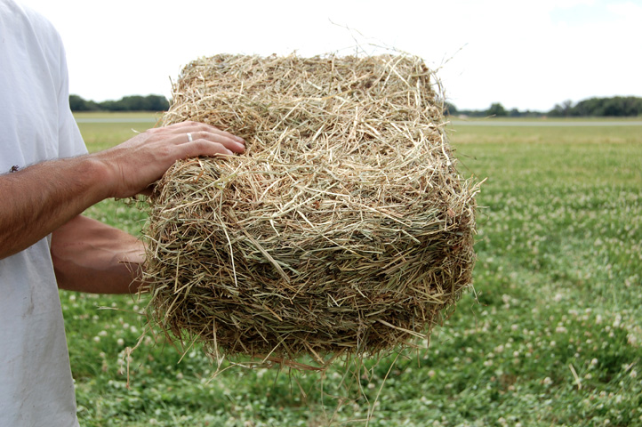 Aliments à Risque pour les Chevaux : Ce qu&rsquo;il Faut Éviter