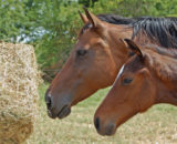 Foin Herbe Alliance