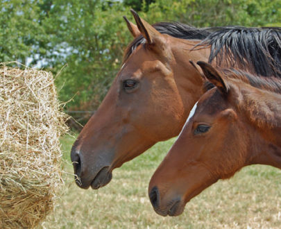 Foin Herbe Alliance