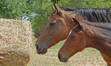Foin Herbe Alliance