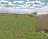 Foin herbe aliance