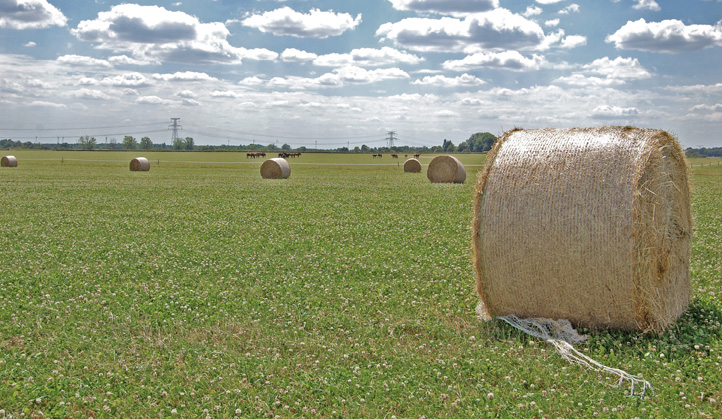 Foin herbe aliance
