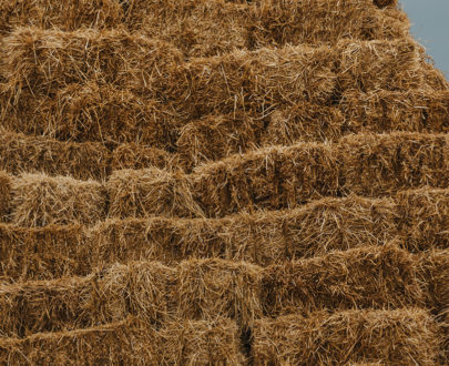 Paille de blé Palettisé en 24 bottes moyennes densité de 25kg